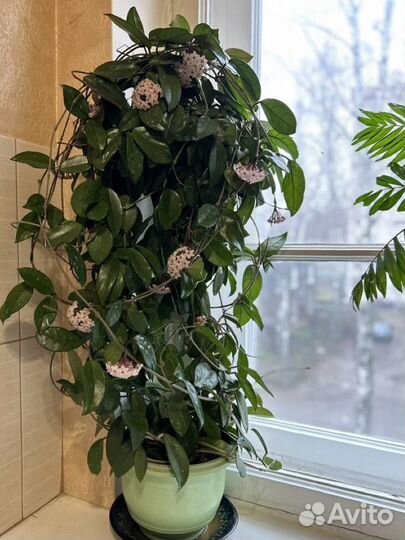 Хойя взрослая цветущая огромная
