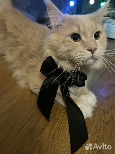 Кот на вязку