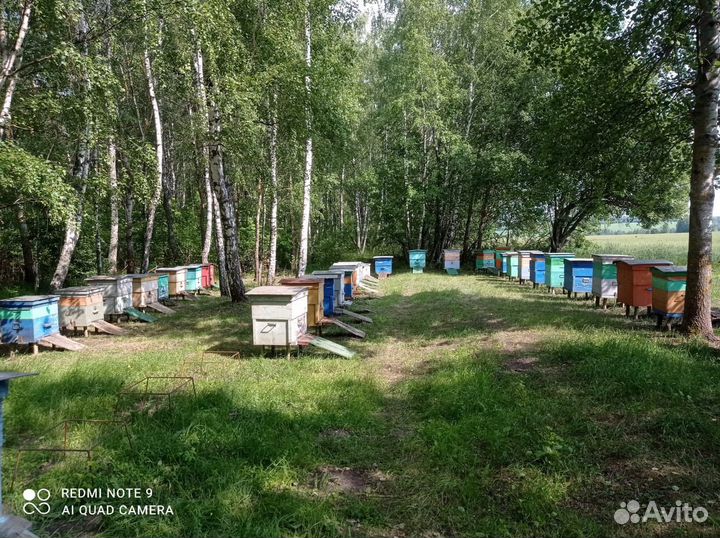 Пчела бакфаст пчелопакеты