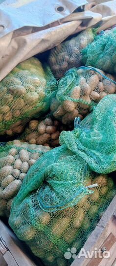 Продам картофель на корм скоту