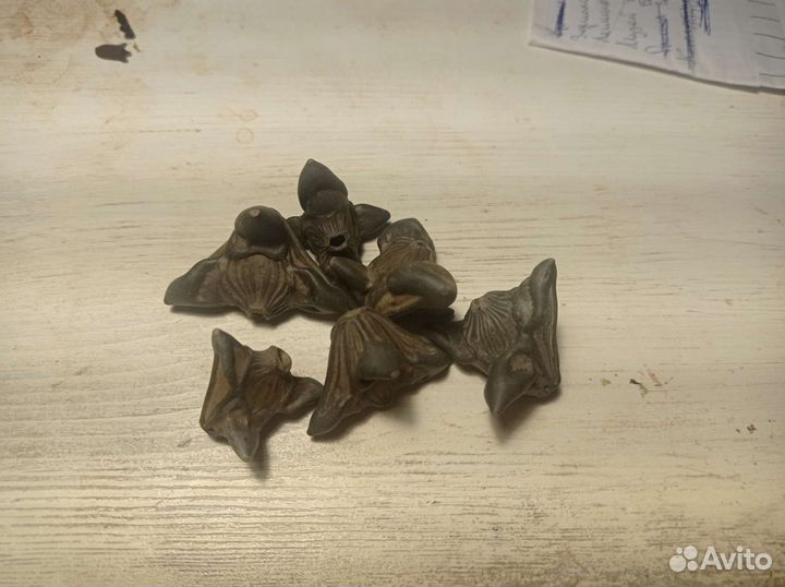 Орех чилим семена