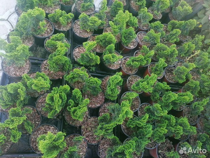 Кипарисовик Nana Gracilis