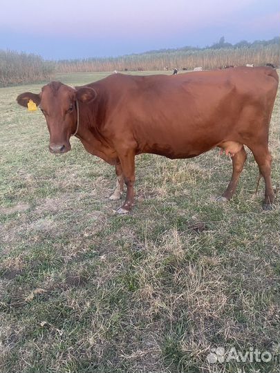 Коровы дойные молочные