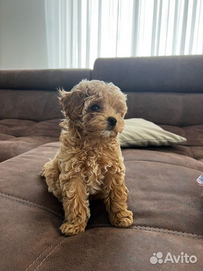 Мальтипу микро f1 N1 Russian Federation ай-ай-ай