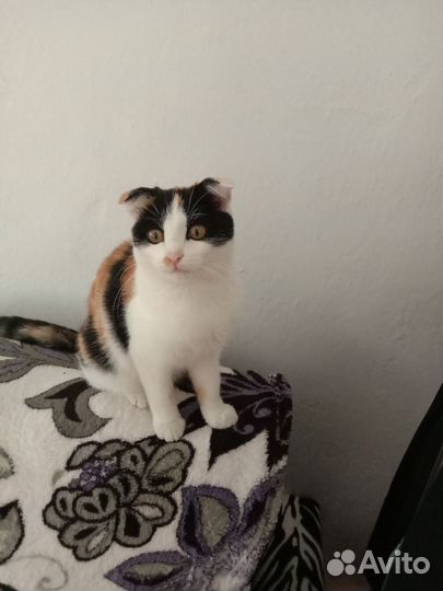 Отдам в добрые руки