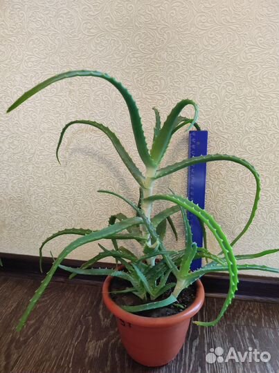 Цветы комнатные: хлорофитум, алоэ, рэо, традесканц