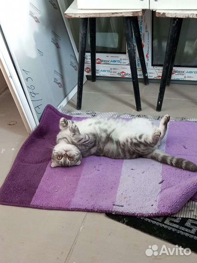 Кошка в дар