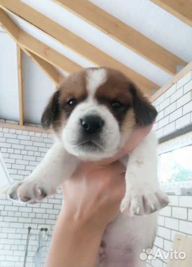 Эстонская гончая щенки