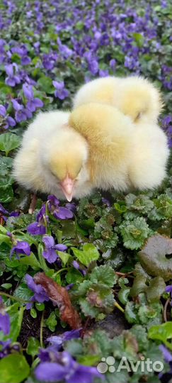 Цыплята суточные