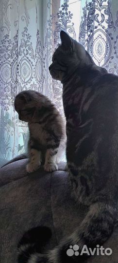 Шотландские вислоухие фолды и прямоухие страйты