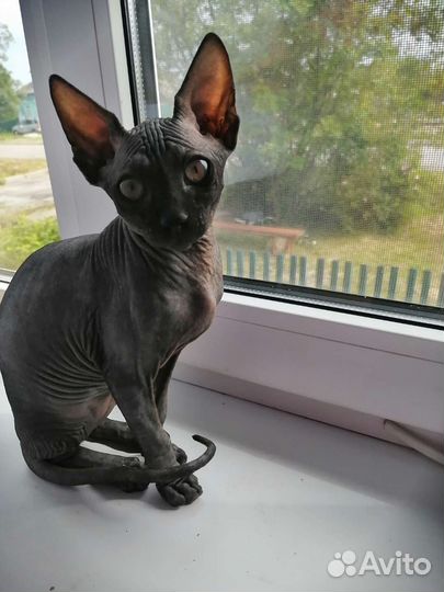 Канадский сфинкс котенок девочка