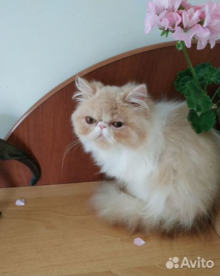 Персидская кошечка