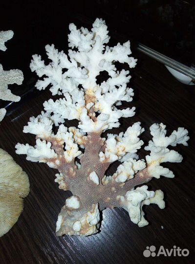 Кораллы Красного моря