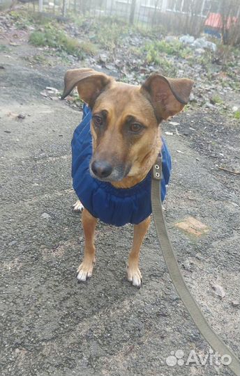 Нала, небольшая молодая собачка