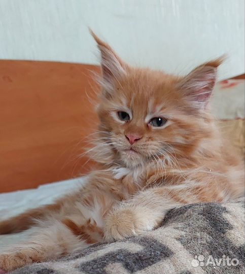 Котята мейн-кун