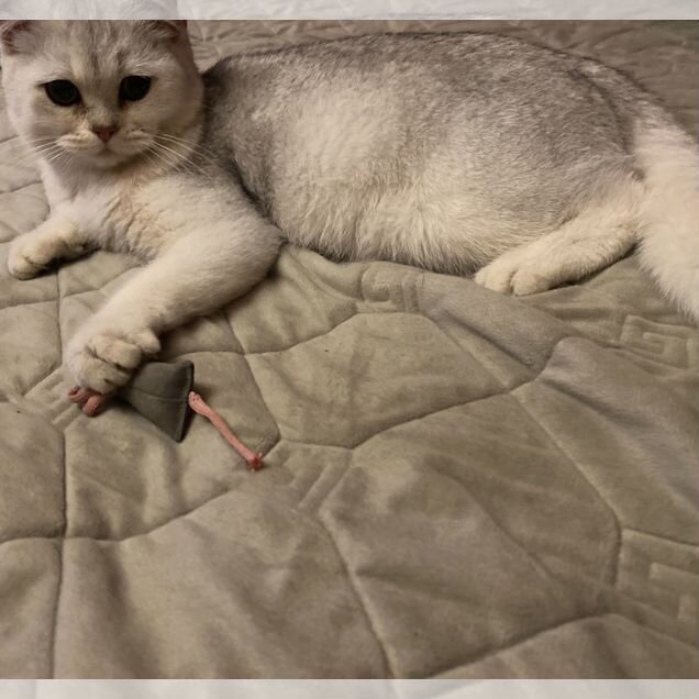 Шотландский прямоухий короткошёрстный котёнок