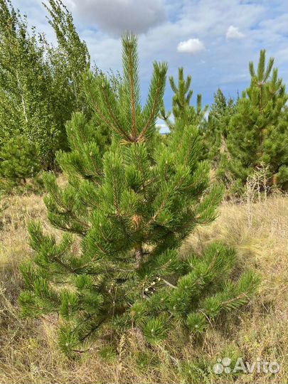 Сосна черная (Павловский Посад )
