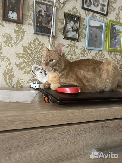 Котик в добрые руки