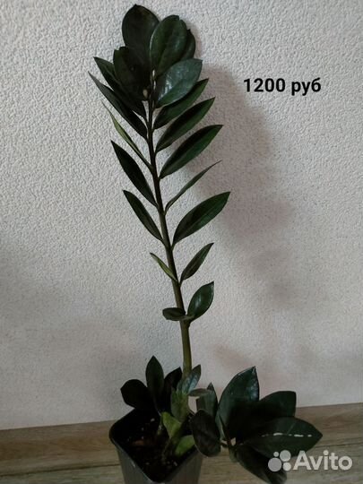 Замиокулькас Черный Равен