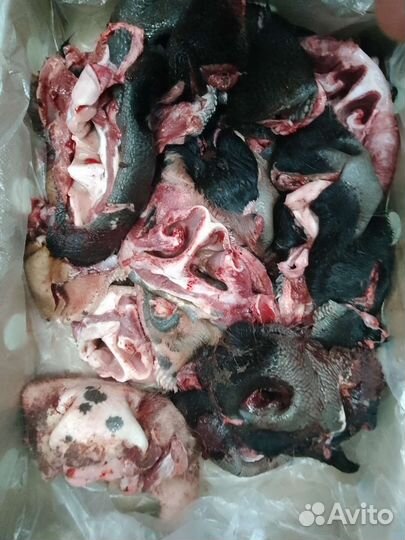 Говяжьи субпродукты. Корм для животных