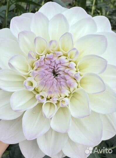 Георгины клубни