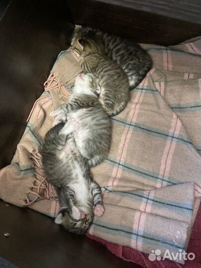 Котята в добрые руки