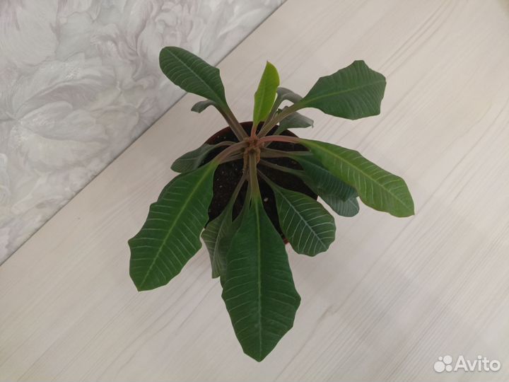 Молочай беложильчатый