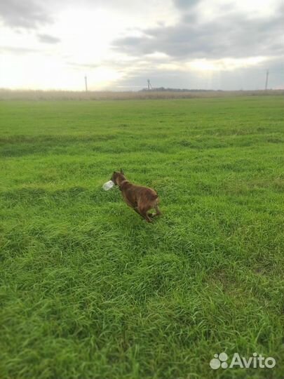 Немецкий боксер