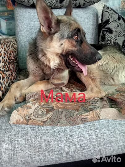 Щенок немецкой овчарки бесплатно