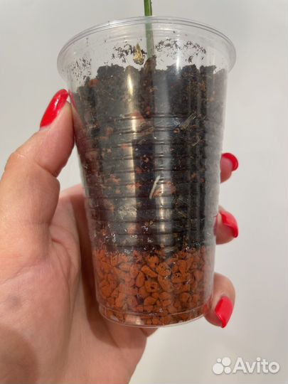 Спатифиллум пикассо