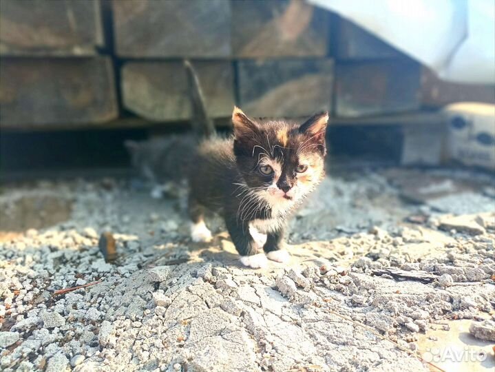 Кошка в дар