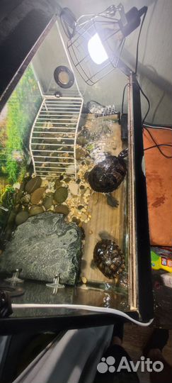 Черепахи с террариумом красноухая и желтоухая