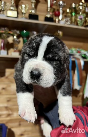 Среднеазиатская овчарка алабай щенки