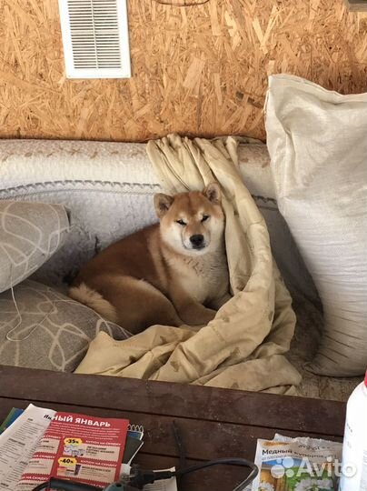 Кобель для вязки сиба ину