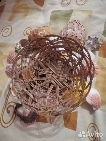 Набор разных ракушек