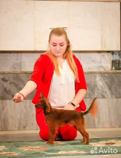 Дрессировка, выгул, передержка, услуги хендлера