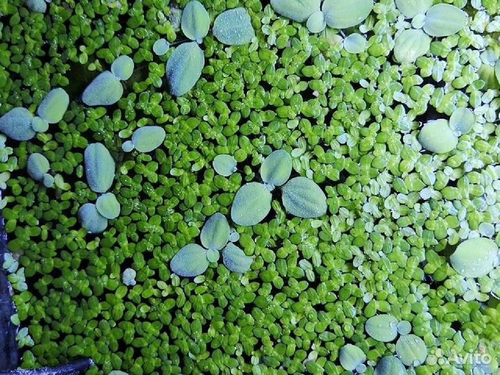 Аквариумные растения