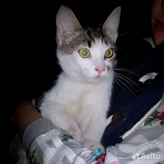 Котёнок, живущий в машинах