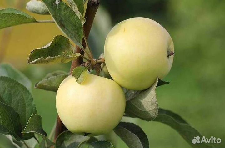 Саженцы яблони Белый Налив