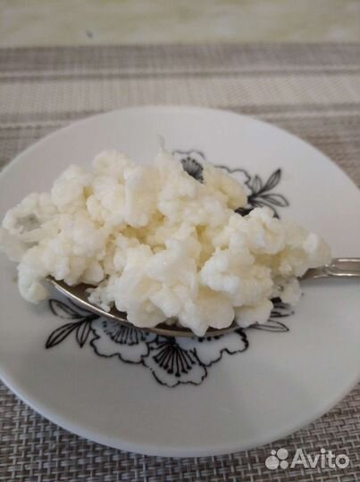 Тибетский молочный гриб