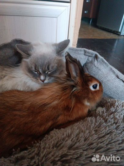 Декоративные кролики