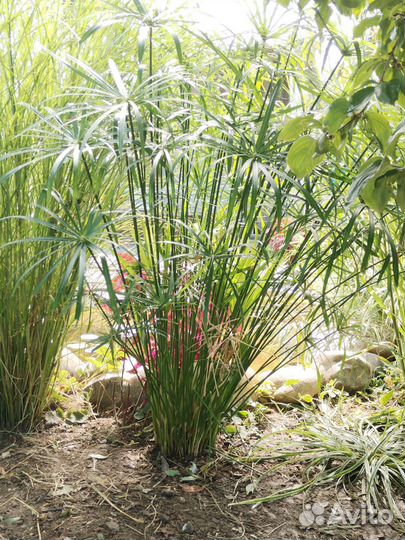 Циперус папирус