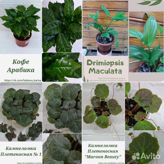 Филодендрон,Эпипремнум, Сциндапсус, Монстера