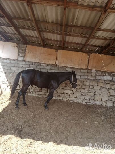 Карачаевский жеребец