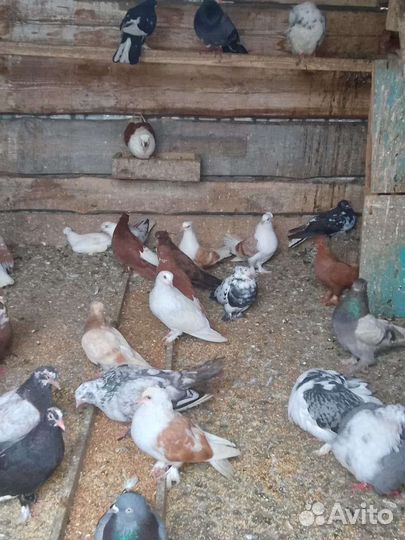 Продам Николаевских голубей