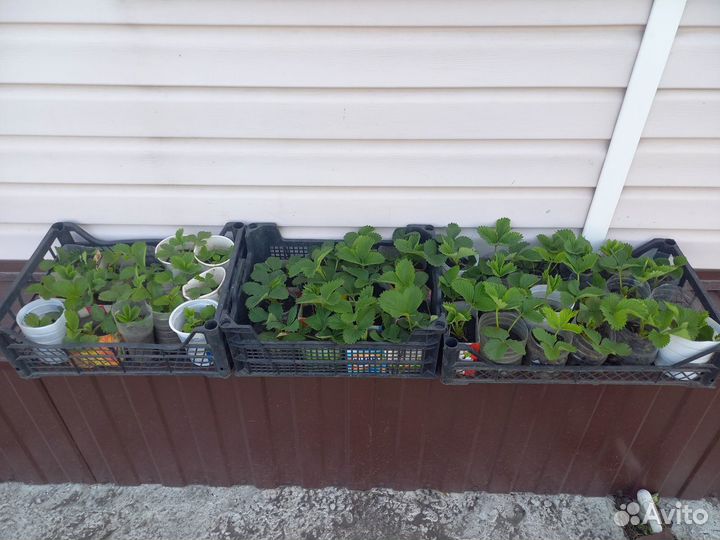 Рассада-Помидор-Перцев-Баклажанов-Кабачков-Огурцов