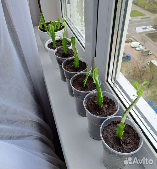 Молочай трехгранный эуфорбия суккулент детки