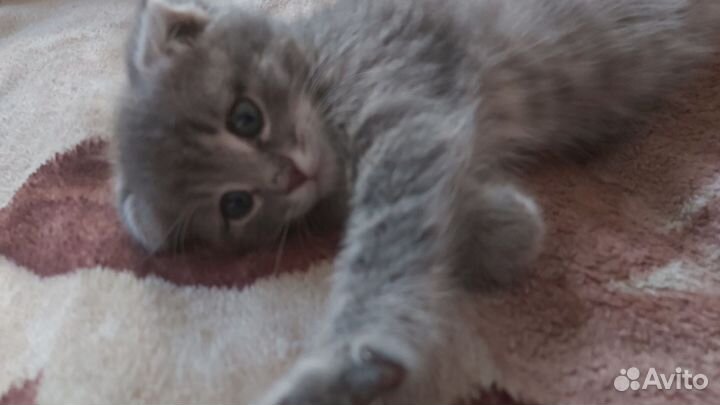 Кошка вислоухая