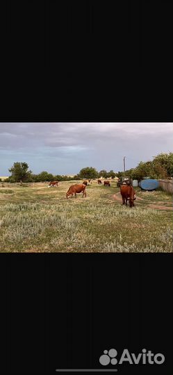 Продам коров