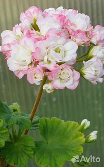 Сортовая пеларгония